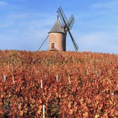 Божоле и Мулен-а-Ван: где ветер гранита хранит память