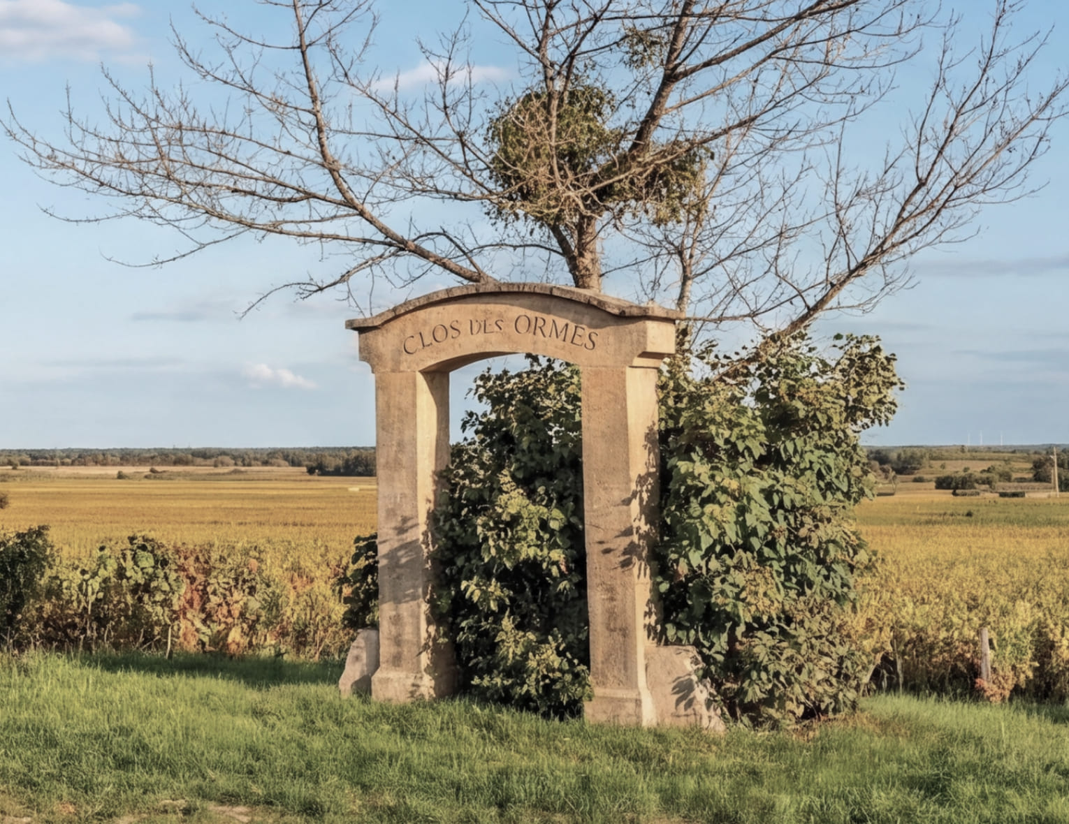 Винный клуб «Morey-Saint-Denis» | 17.03.26 | Санкт-Петербург