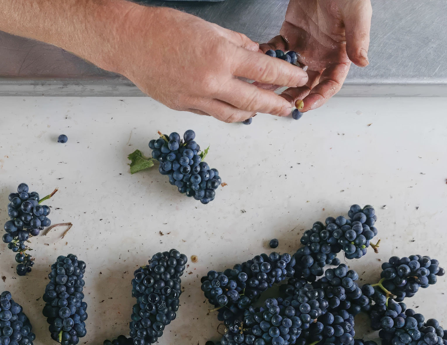 Винный клуб «Pinot Noir: за пределами Бургундии» | 18.09.25 | Москва