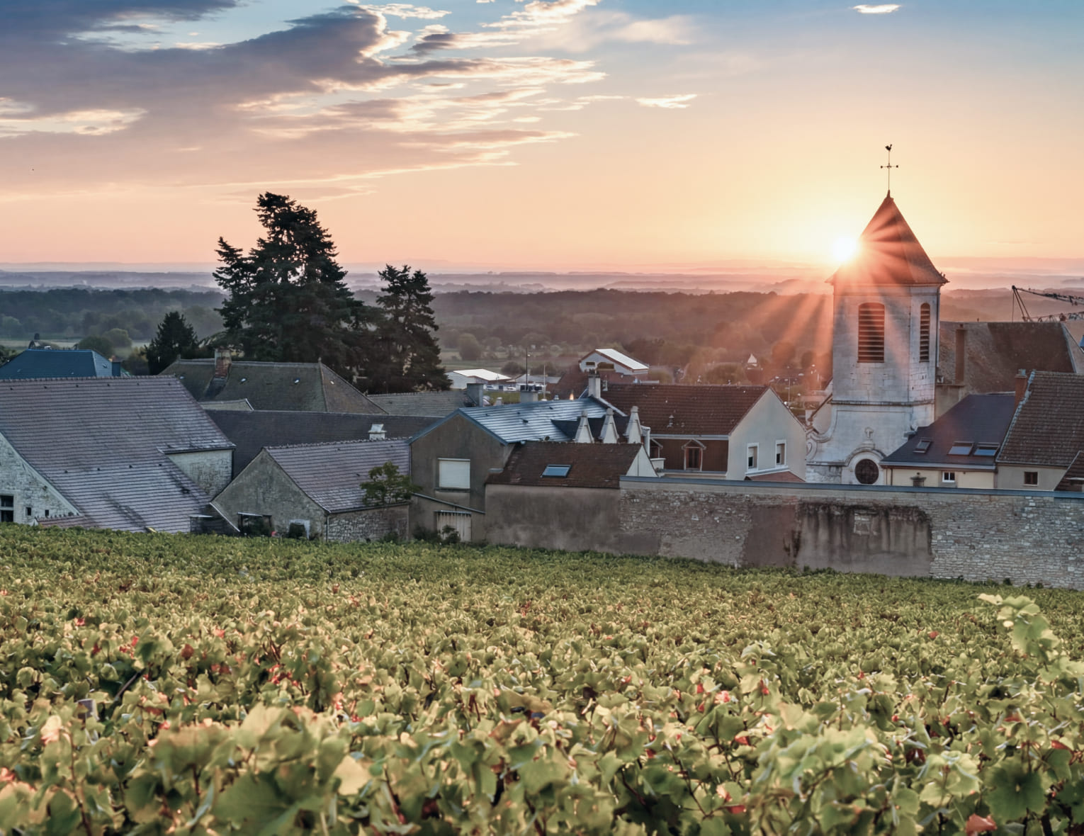 Винный клуб «Morey-Saint-Denis: стиль апелласьона» | 05.03.26 | Москва