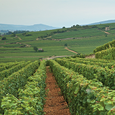 Bourgogne En Primeur: каким будет millésime 2024