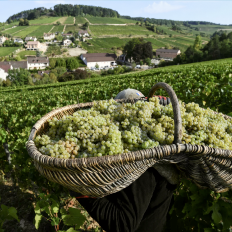 Бургундия: винтаж 2025 года