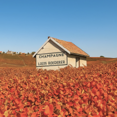 Louis Roederer: взгляд назад, чтобы двигаться вперёд