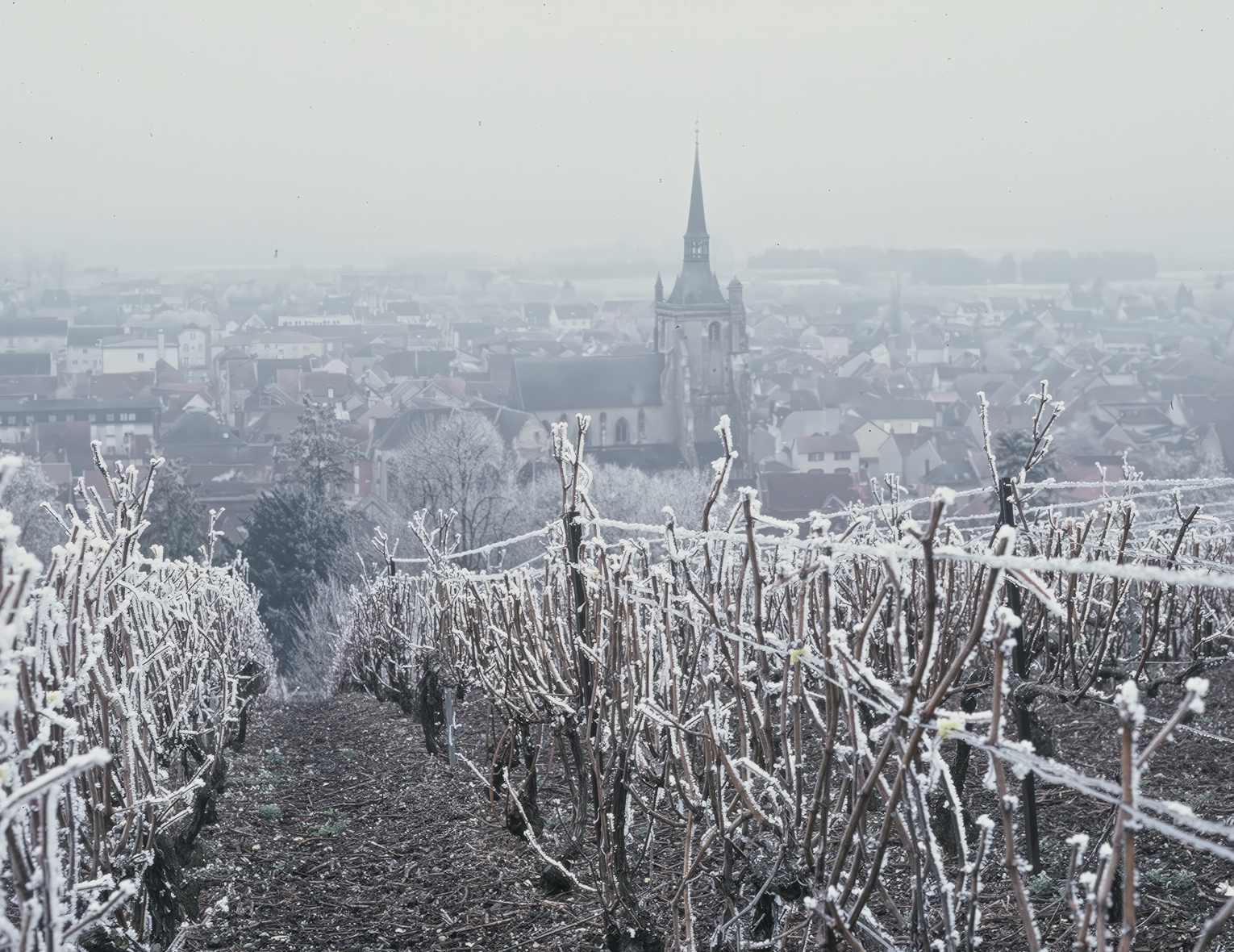 Винный клуб. Винный клуб «Go Golf: Франция. Шампань» | 10.12.25 | Санкт-Петербург