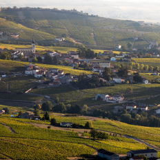 Путь Божоле к своим Premier Cru