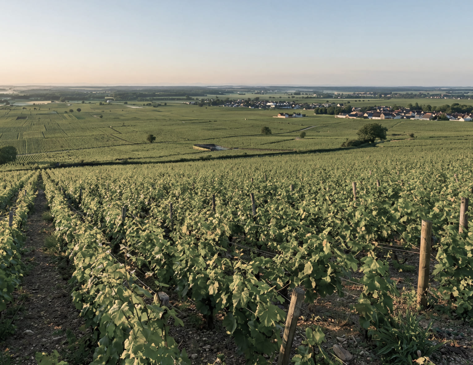 Винный клуб «Величие Morey-Saint-Denis» | 19.03.26 | Москва