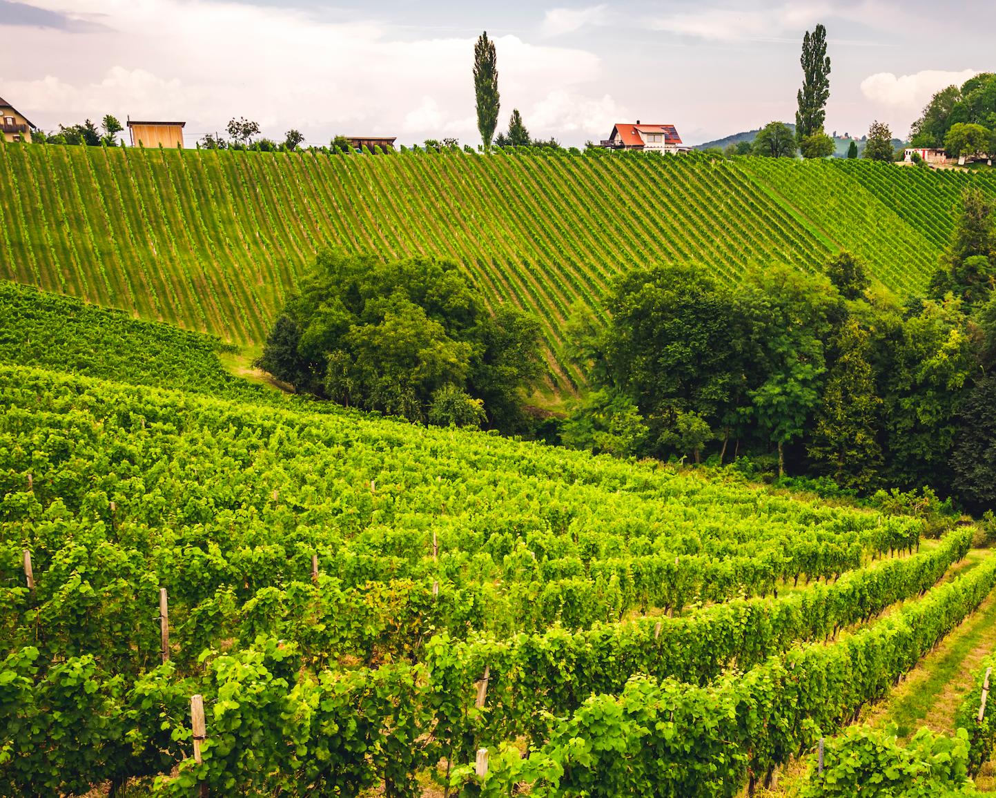 Винный клуб. Винный клуб «Volnay + Pommard»